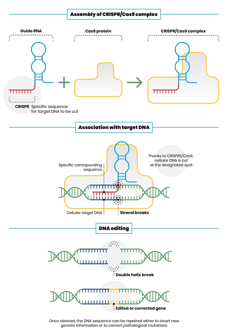 CRISPR/Cas9, the revolutionary Nobelwinning scissors”
